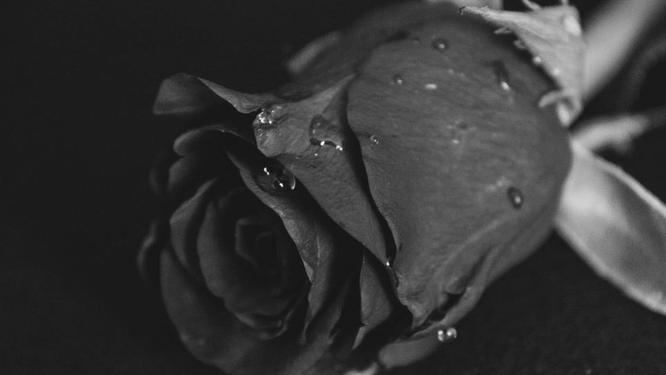Rosas negras, una belleza única que crece solo en este lugar del mundo