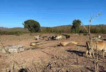 Estas comunidades de Culiacán ya resienten la falta de agua por intensa sequía