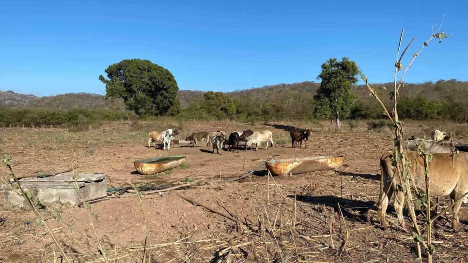 Estas comunidades de Culiacán ya resienten la falta de agua por intensa sequía