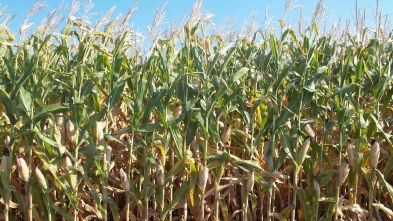 Productores dicen no a 5 mil 500 para el maíz 