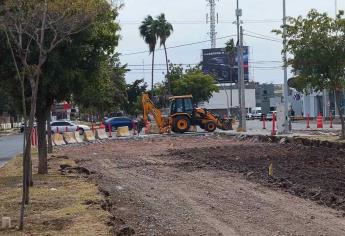 Autoridades de Ahome anuncian plan ambiental para reubicar árboles del bulevar Adolfo López Mateos