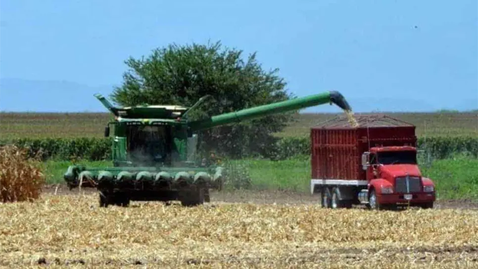 Baja producción de granos en Sinaloa debido a la sequía extrema