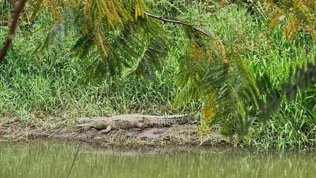 Captan a cocodrilo en el canal Recursos de Culiacán | VIDEO
