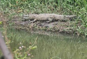 Son 5 cocodrilos los que viven en el parque Las Riberas en Culiacán