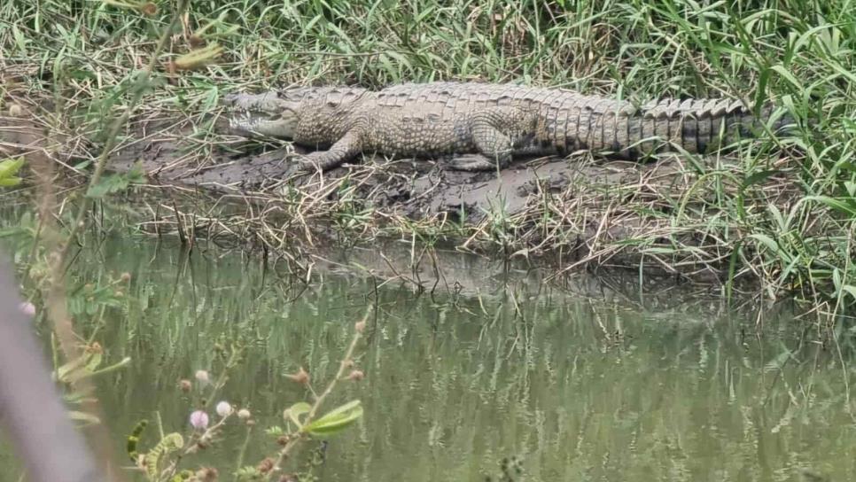Son 5 cocodrilos los que viven en el parque Las Riberas en Culiacán