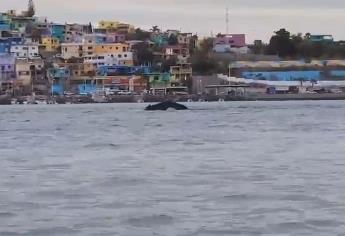 Ballena en Topolobampo compite con «El Pechocho»; es el nuevo atractivo turístico