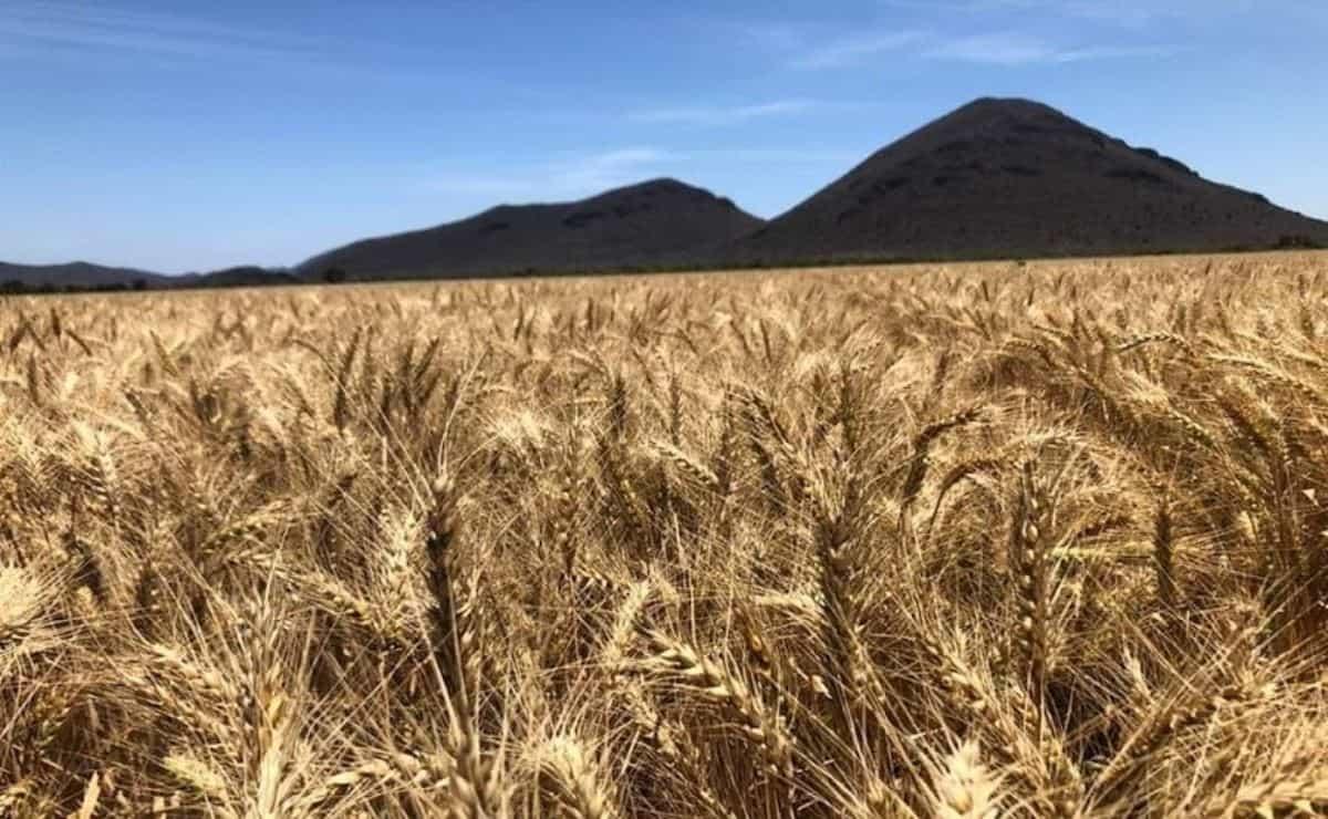 Productores de Sinaloa se alistan para cosecha de trigo