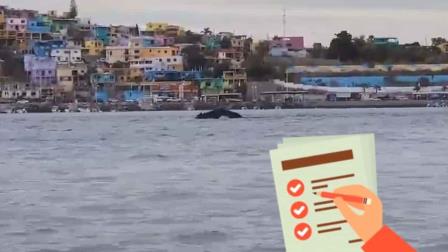 ¿Ya viste la ballena en Topolobampo? Esto debes saber antes de acercarte