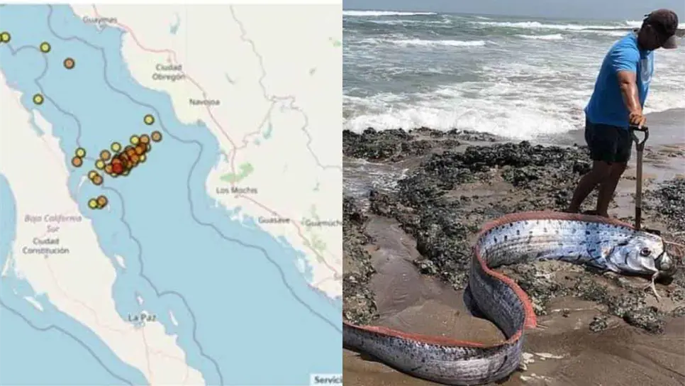 La aparición del pez remo tiene distintos significados en el resto del mundo. FOTO: Internet