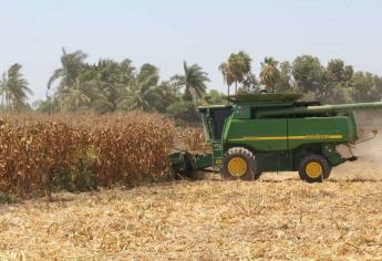 Productores de Sinaloa piden más de $5,500 por tonelada de maíz