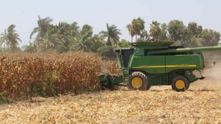 Productores de Sinaloa piden más de $5,500 por tonelada de maíz