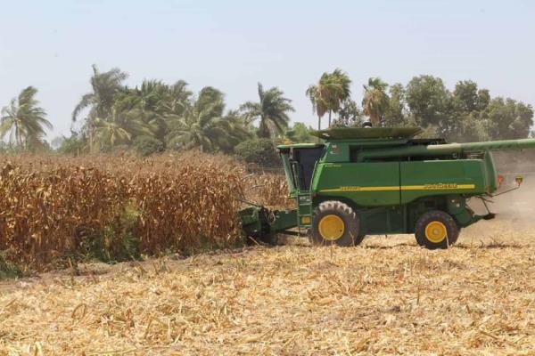 Segalmex instalará centros de atención para el pago a productores de Sinaloa