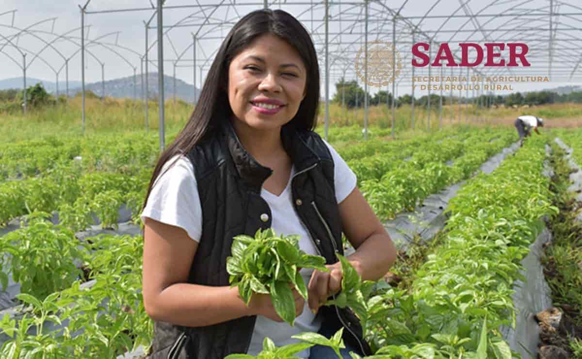 Secretaría de Agricultura abre vacante con sueldo de 156 mil pesos al mes; requisitos
