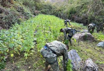 Marina localiza y destruye plantíos de mariguana en Sinaloa