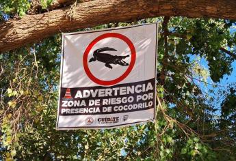 Con trampas intentan atrapar a cocodrilos en el Río Sinaloa en Guasave