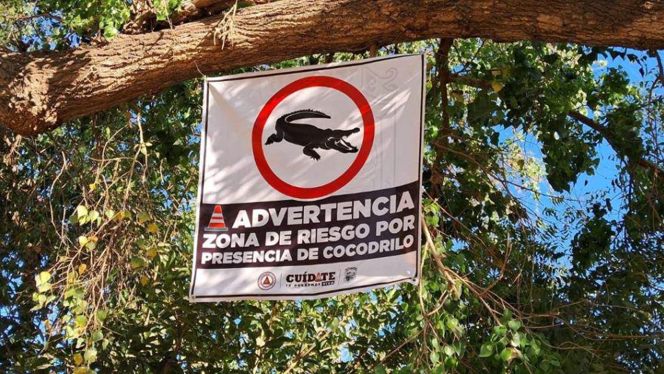 Con trampas intentan atrapar a cocodrilos en el Río Sinaloa en Guasave