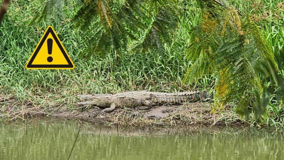¿Qué hacer ante el ataque de un cocodrilo? Toma nota si vives en Culiacán