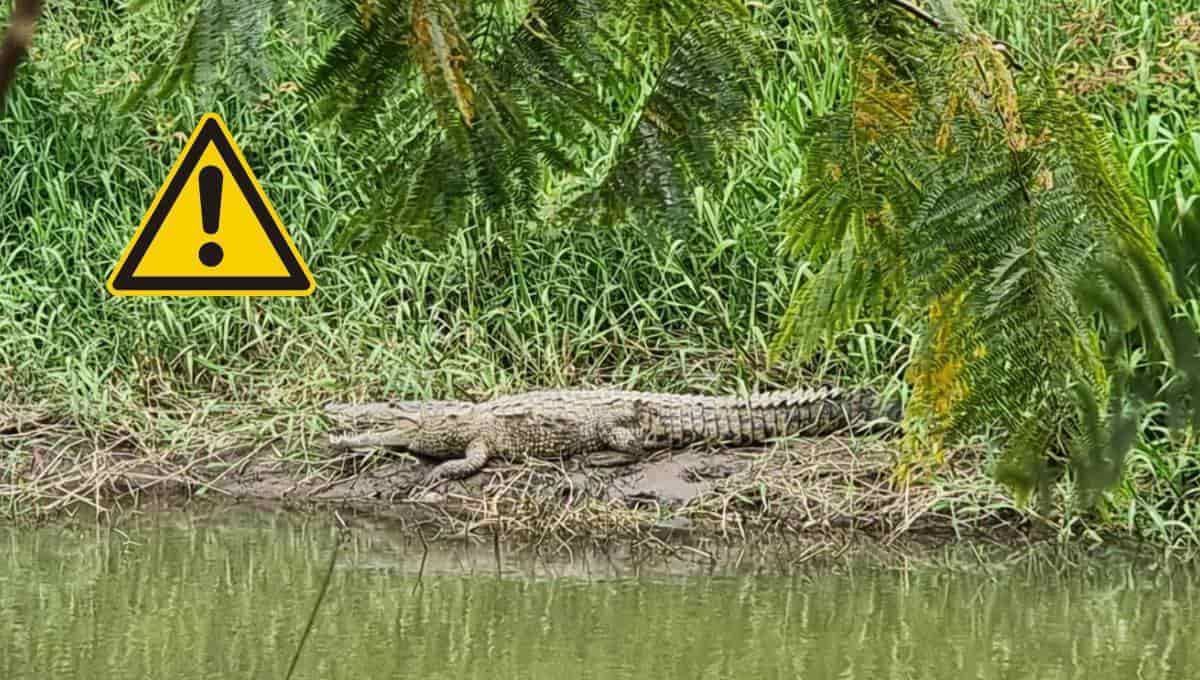 Uno de los cocodrilos avistados en Culiacán.
