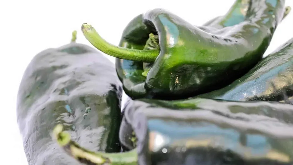 FOTO: El chile poblano.