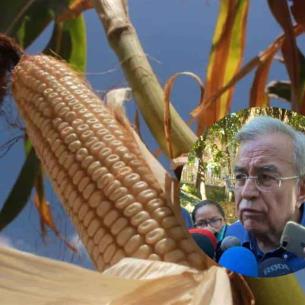 Rocha Moya: Negociación del maíz está avanzando, habrá apoyo de Gobierno