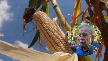 Rocha Moya: Negociación del maíz está avanzando, habrá apoyo de Gobierno