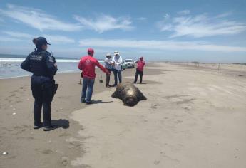 Encuentran muertos a dos lobos marinos de California y una tortuga marina en la playa de Bellavista