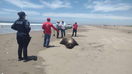 Encuentran muertos a dos lobos marinos de California y una tortuga marina en la playa de Bellavista