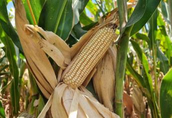 Sinaloa logra esquema nacional para comercializar maíz blanco 