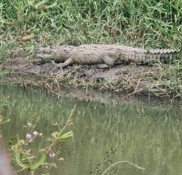 Incalculable la cantidad de cocodrilos en Laguna de Eldorado: Protección Civil