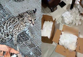 Autoridades catean una casa en Tierra Blanca, Culiacán y se encuentran ¡un leopardo!