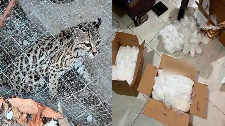 Autoridades catean una casa en Tierra Blanca, Culiacán y se encuentran ¡un leopardo!