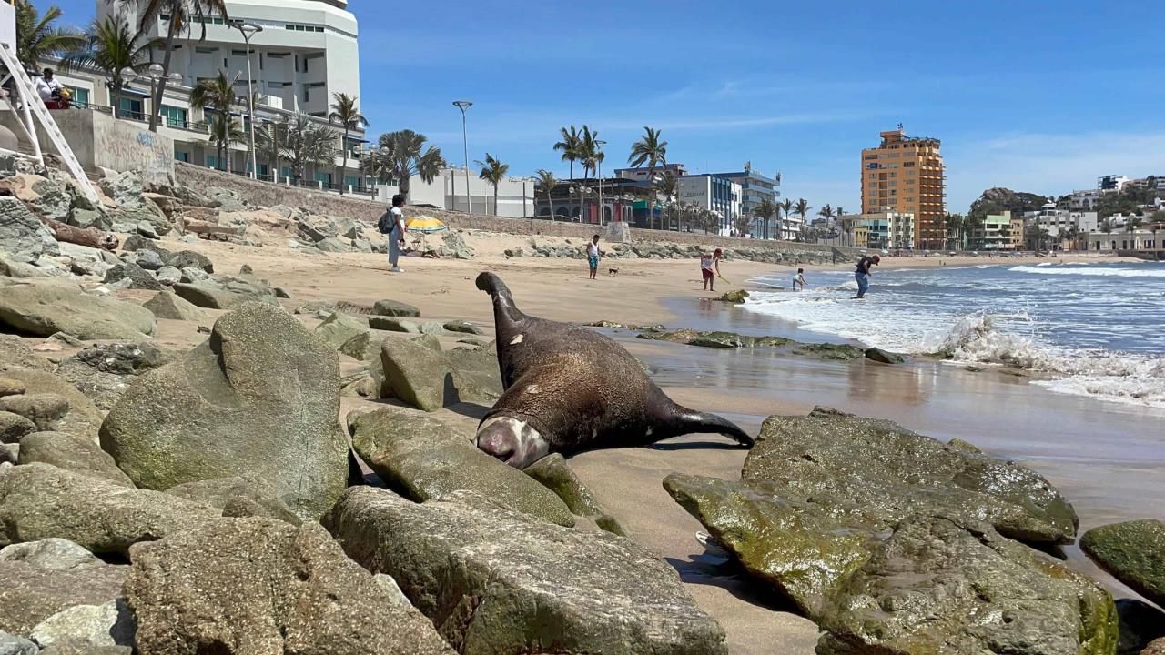 Localizan cuerpo de lobo marino en playa Olas Altas de Mazatlán 