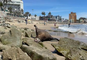 Localizan cuerpo de lobo marino en playa Olas Altas de Mazatlán 