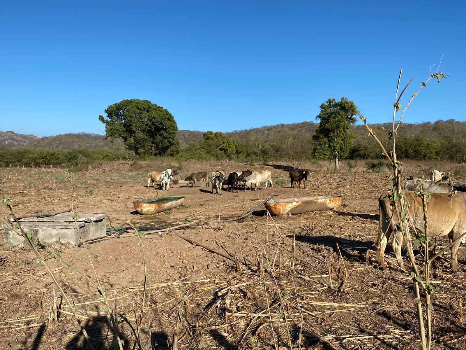 Las comunidades deben subsistir con pipas de agua. FOTO: Luz Noticias
