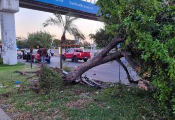 Conductor pierde el control y derriba varios árboles en Culiacán