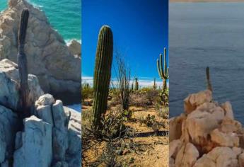 El último cactus de la Baja Sur; cómo es y dónde se encuentra | VIDEO