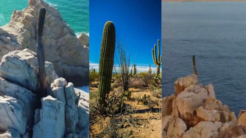 El último cactus de la Baja Sur; cómo es y dónde se encuentra | VIDEO El último cactus de la Baja Sur; cómo es y dónde se encuentra | VIDEO