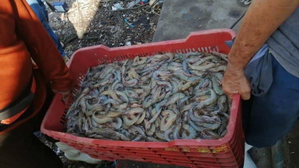 Denuncian saqueo de camarón en plena veda en Sinaloa