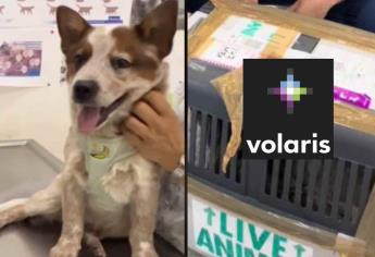 Volaris pierde a perrito por 20 horas en vuelo de EU a México | VIDEO