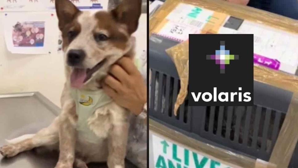 Volaris pierde a perrito por 20 horas en vuelo de EU a México | VIDEO