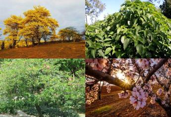 Estos árboles son ideales para sembrar y combatir el calor 
