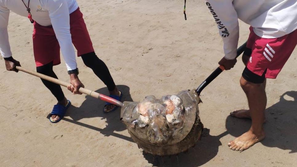 Advierten presencia de «quemadores» en playas de Mazatlán