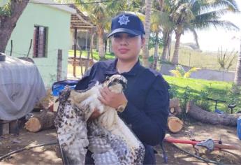 Ciudadanos y autoridades salvan a águila pescadora lesionada en Guasave 