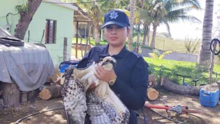 Ciudadanos y autoridades salvan a águila pescadora lesionada en Guasave 