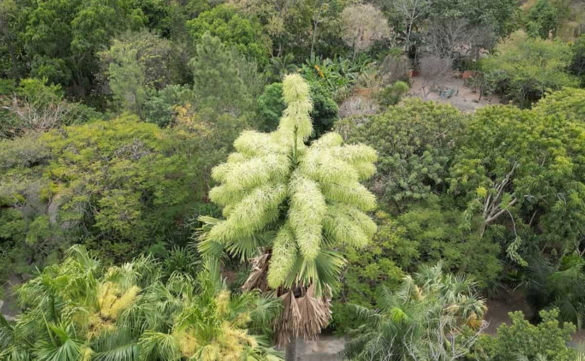 La palma gigante Talipot floreció por primera vez en México y la puedes ver en Culiacán