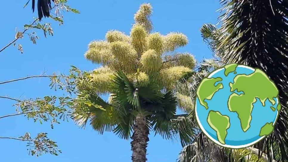 Palma Gigante Talipot: dónde está y por qué es tan especial