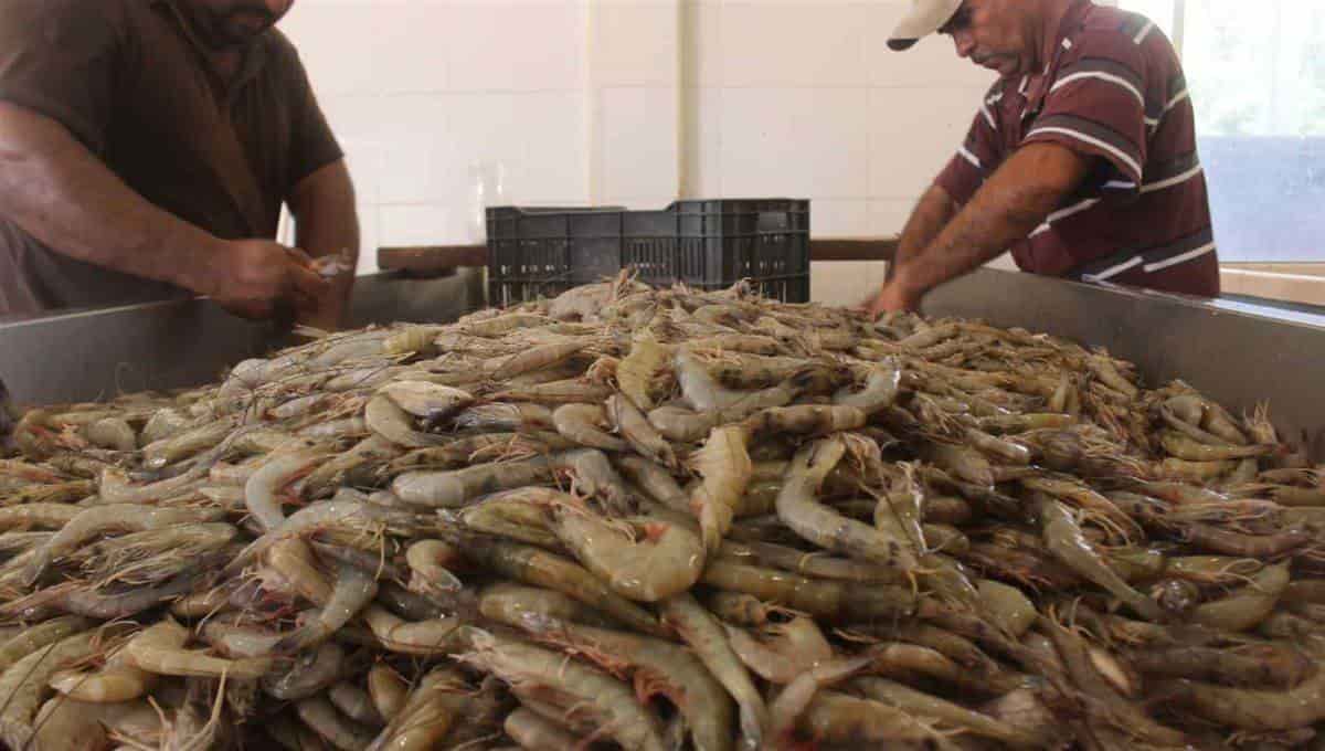 El contrabando de camarón tiene años afectando al país. FOTO: Luz Noticias