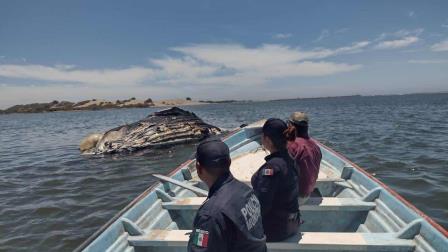 Encuentran ballena jorobada de más de 10 metros de largo muerta en las costas de Guasave