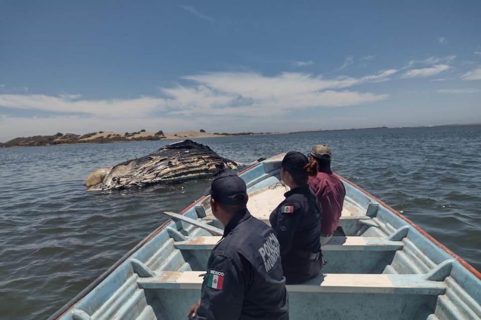 Encuentran ballena jorobada de más de 10 metros de largo muerta en las costas de Guasave