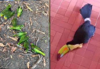 Aves caen muertas tras intenso calor que azota a la Huasteca Potosina